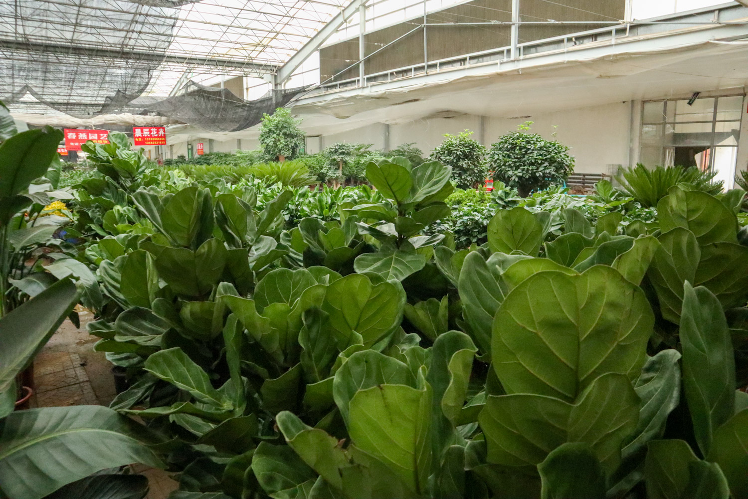 琴叶榕叶子锈斑如何治，能变回来吗