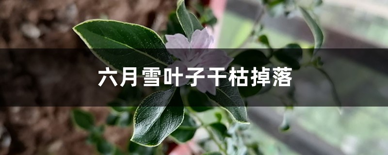 六月雪叶子干枯掉落如何办
