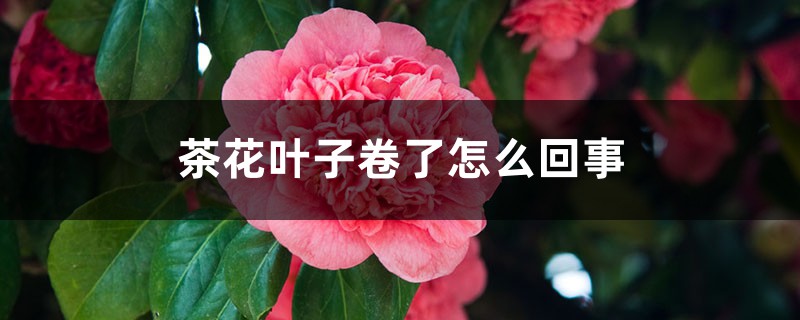 茶花叶子卷了如何回事，如何办
