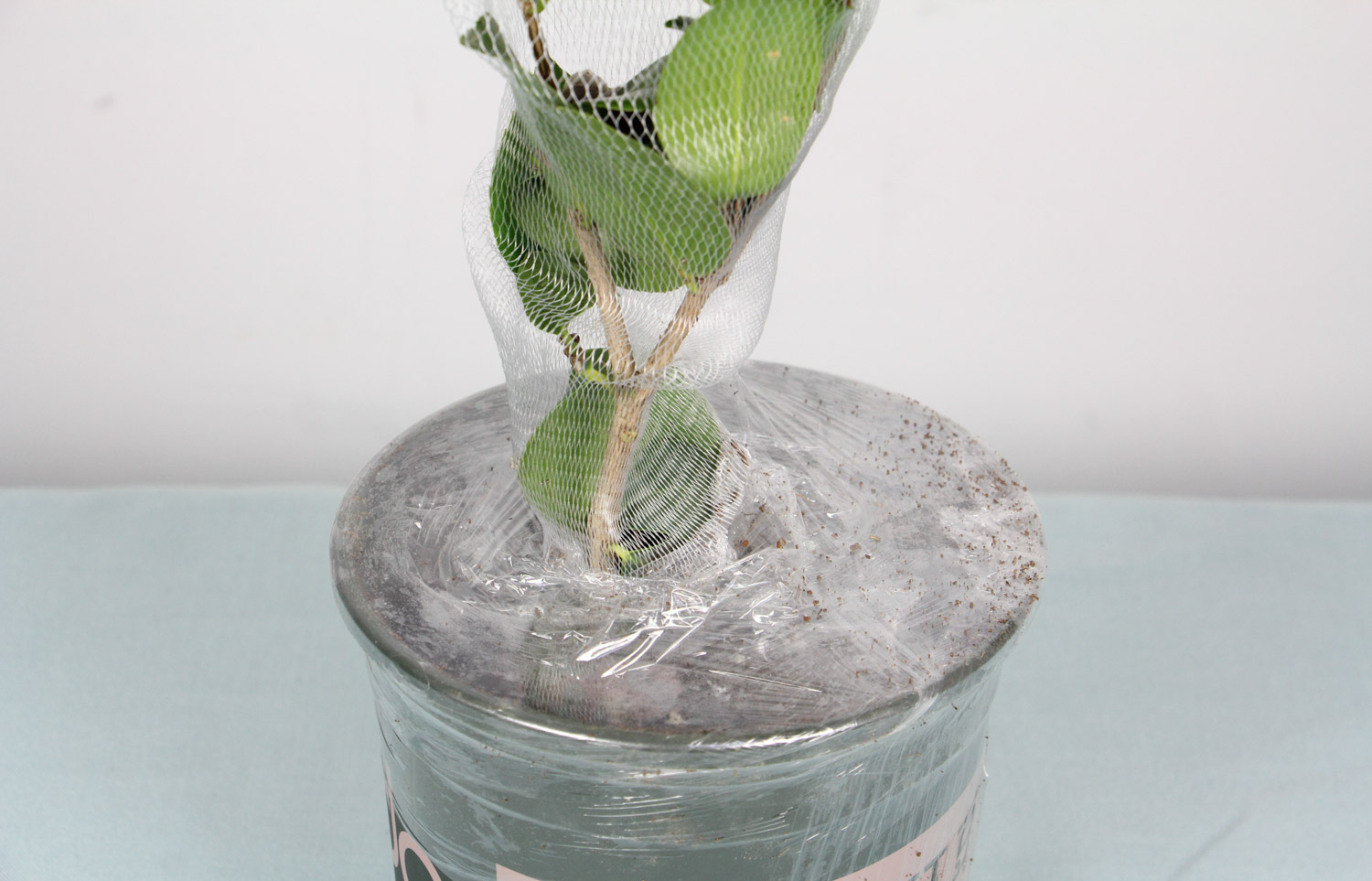 茶花叶子卷了如何回事，如何办