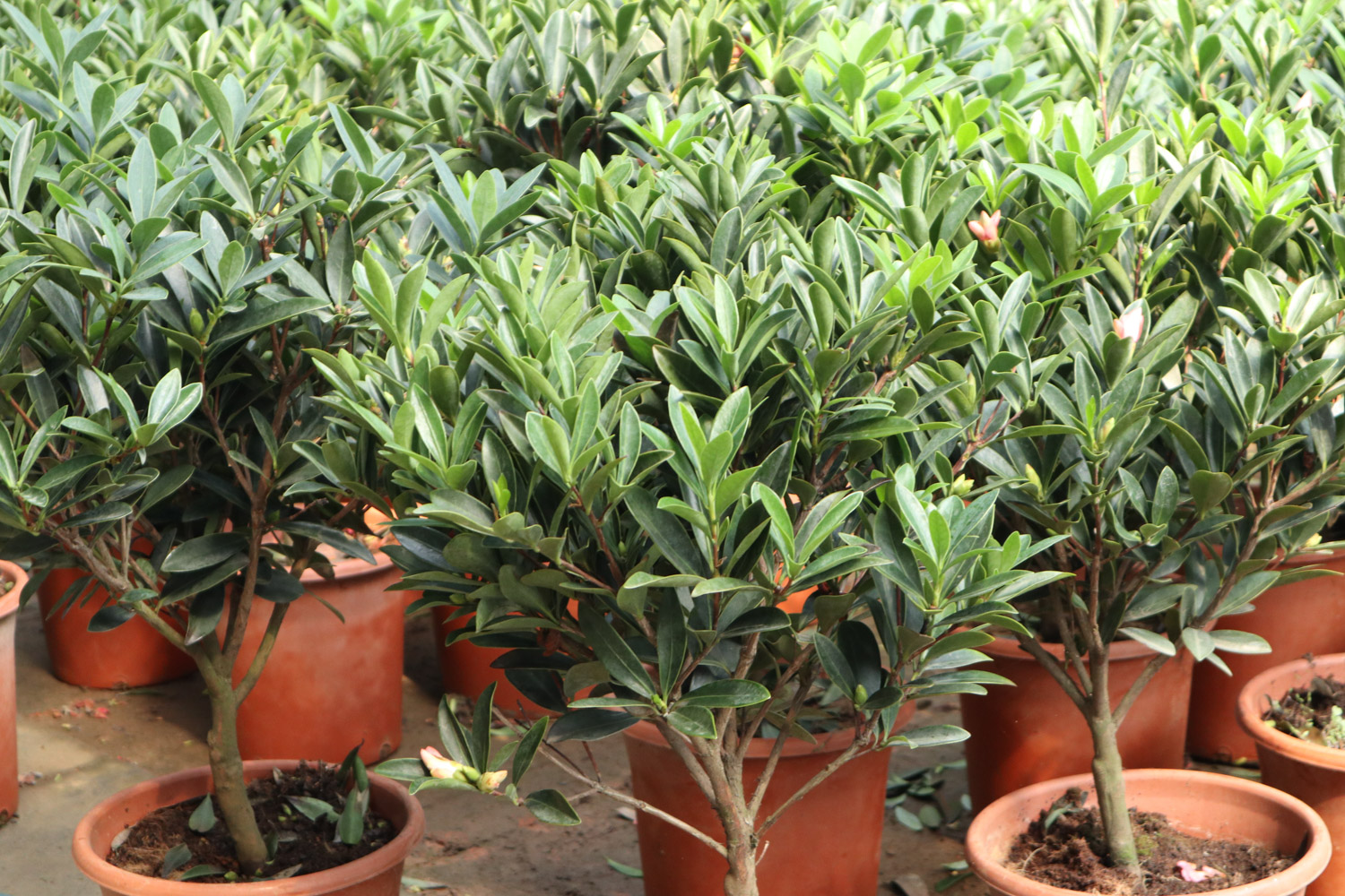 茶花叶子卷了如何回事，如何办