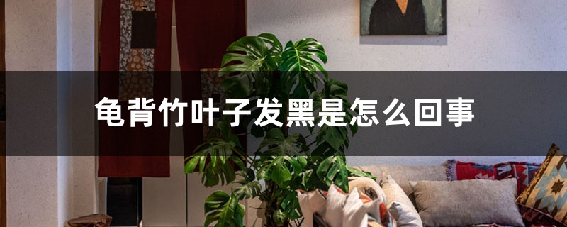 龟背竹叶子发黑是如何回事，如何处理