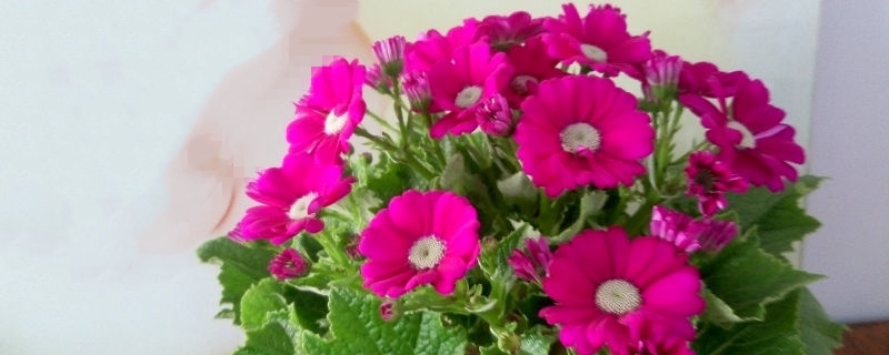 瓜叶菊叶子蔫了如何回事，叶子蔫了如何办