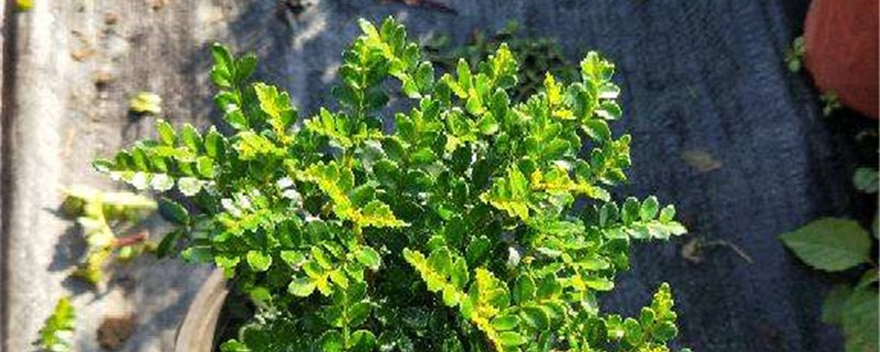 清香木掉叶子是如何回事，掉叶如何办