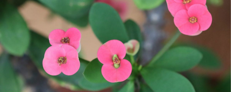 虎刺梅掉叶子如何回事，掉叶如何办