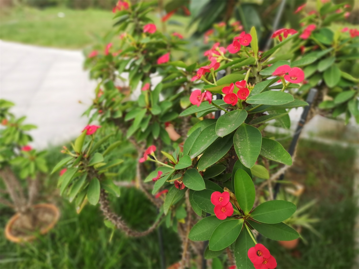 虎刺梅 虎刺梅掉叶子如何回事,掉叶如何办