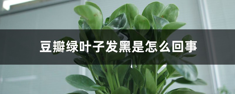 豆瓣绿叶子发黑是如何回事，如何办