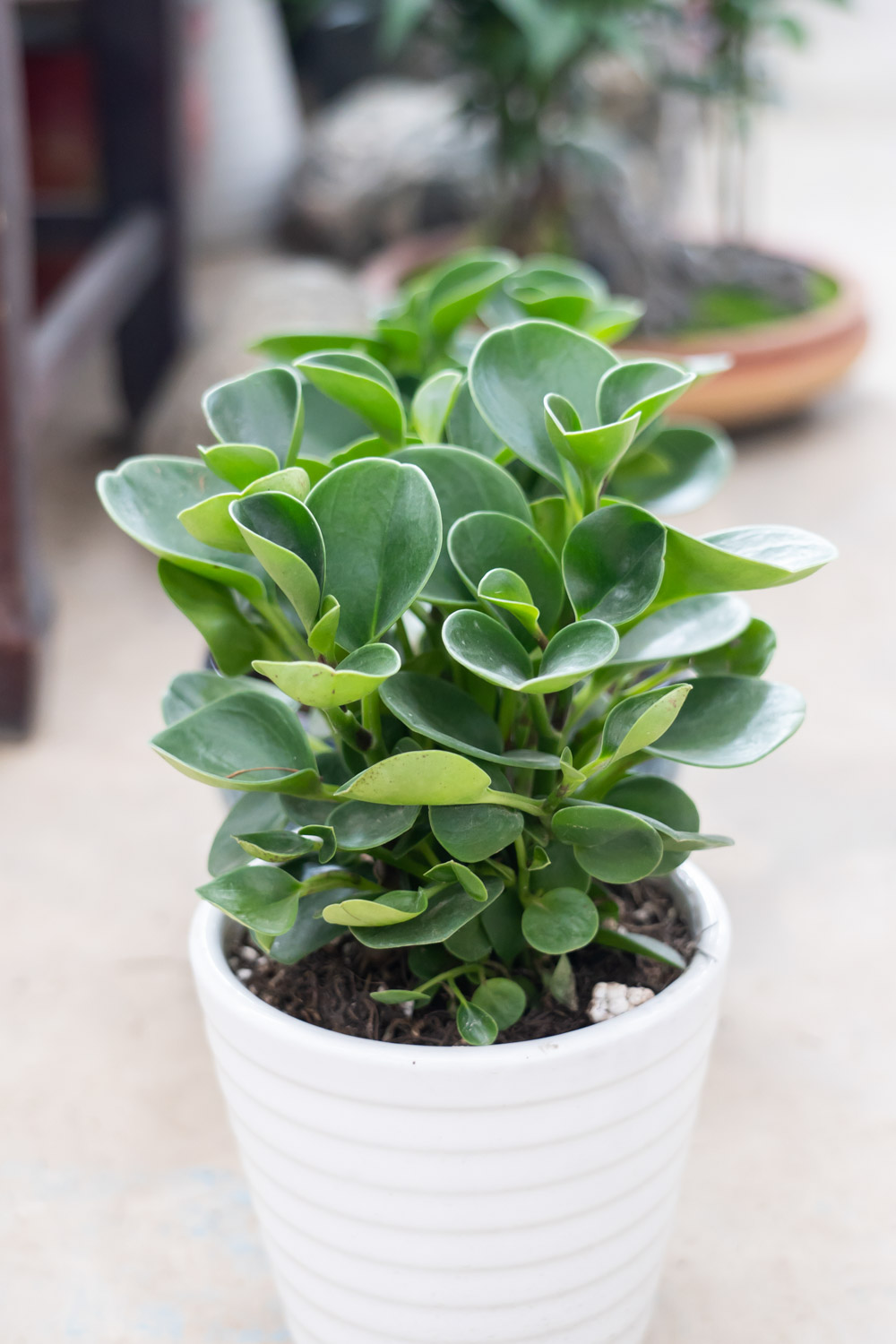 豆瓣绿叶子发黑是如何回事，如何办