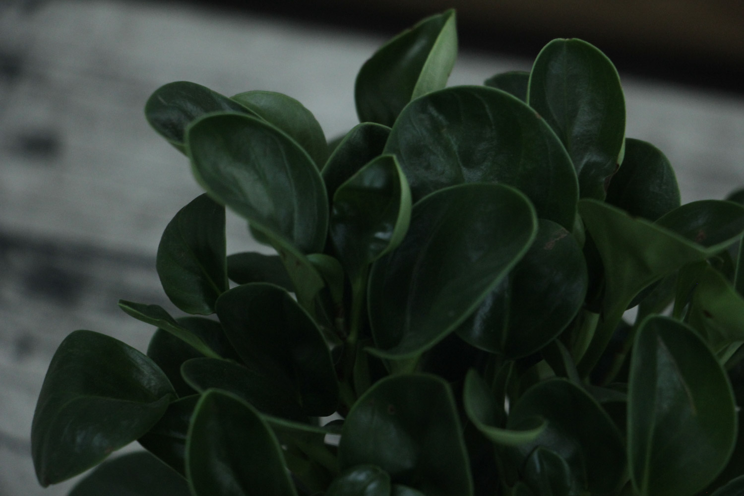 豆瓣绿叶子发黑是如何回事，如何办