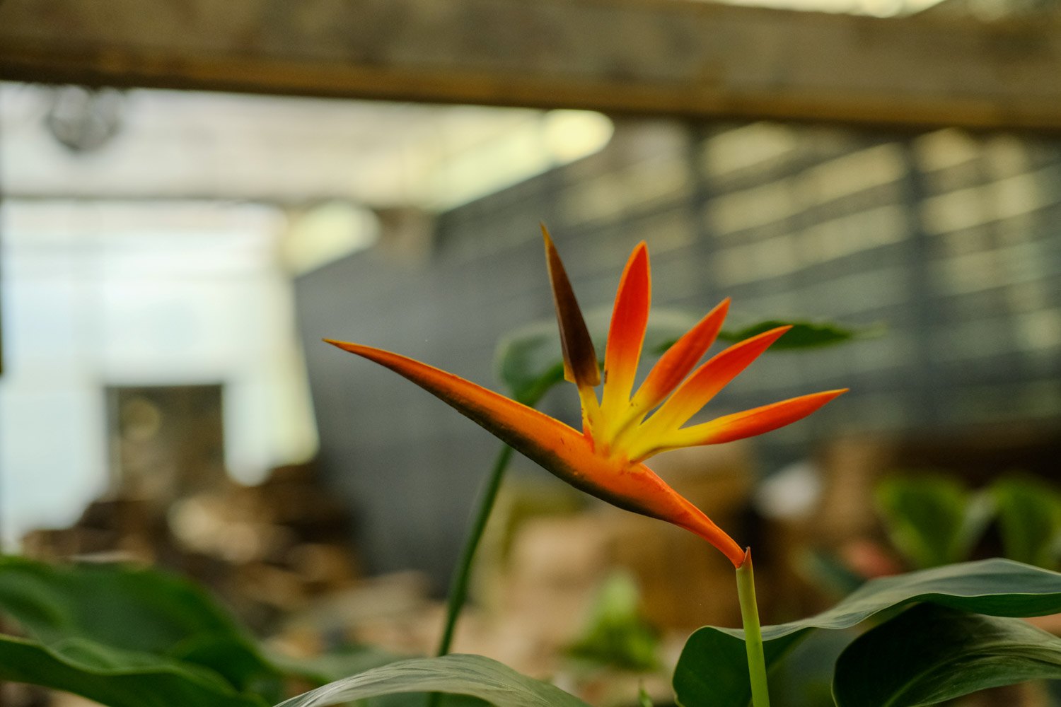 鹤望兰叶子开裂如何回事，如何办