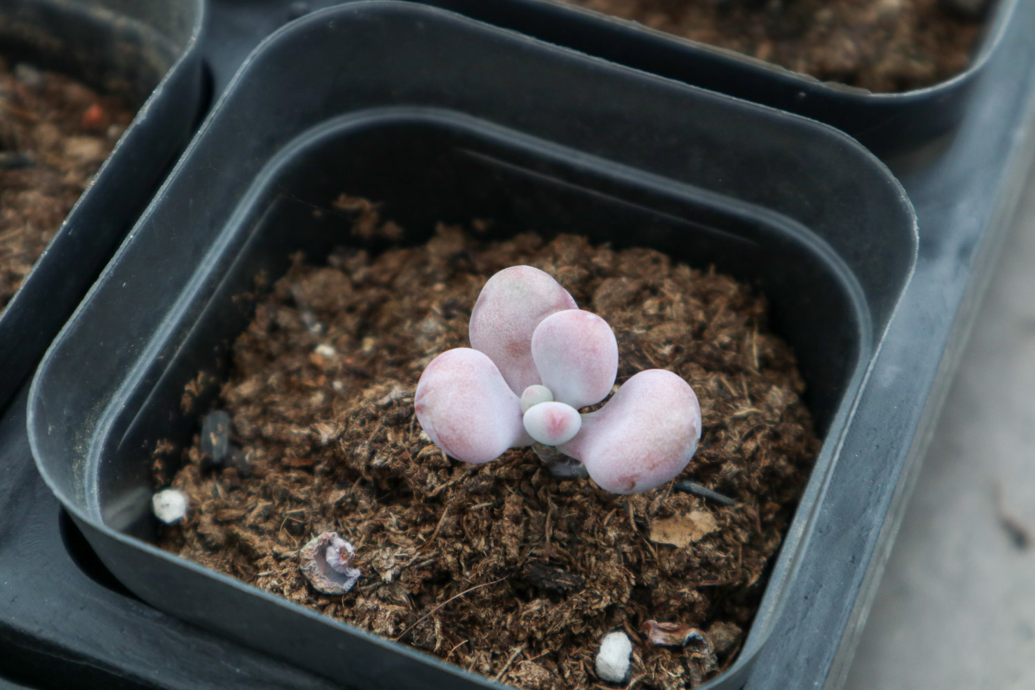 桃蛋掉叶子如何回事，如何办