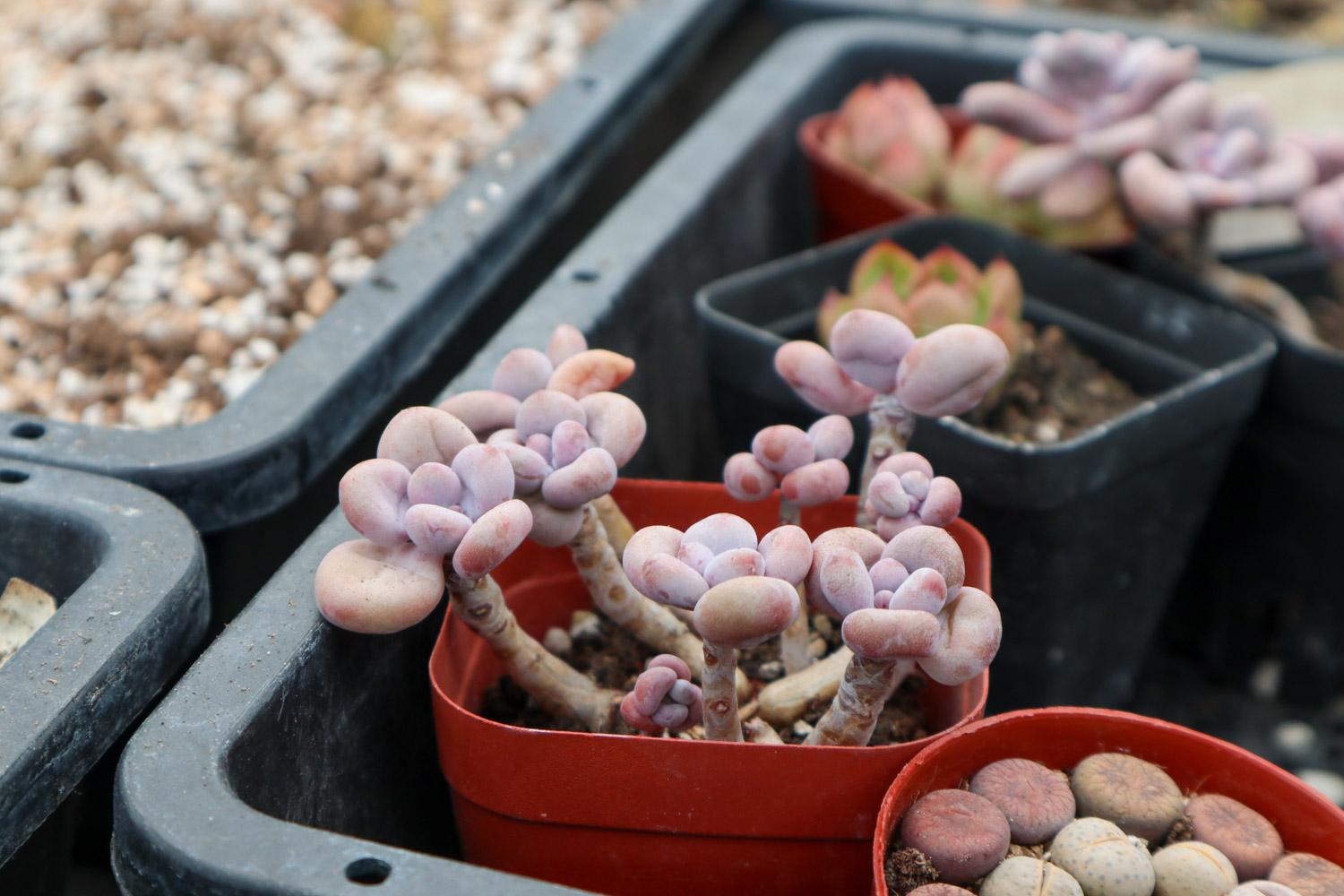 桃蛋掉叶子如何回事，如何办