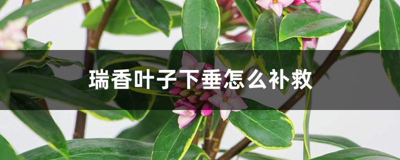 瑞香叶子下垂如何补救，是什么原因