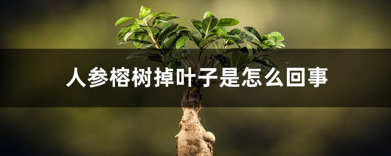 人参榕树掉叶子是如何回事，如何办