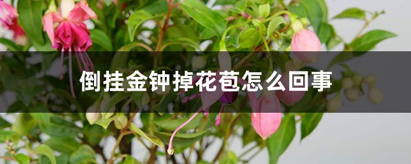 倒挂金钟掉花苞如何回事，如何办