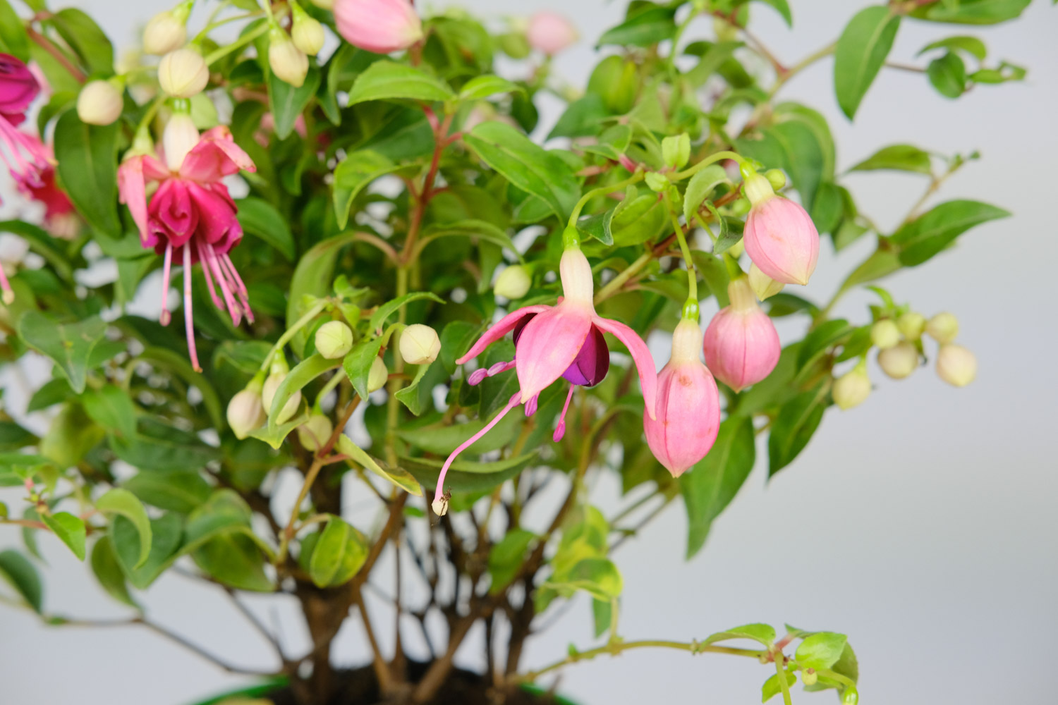 倒挂金钟 倒挂金钟掉花苞如何回事,如何办