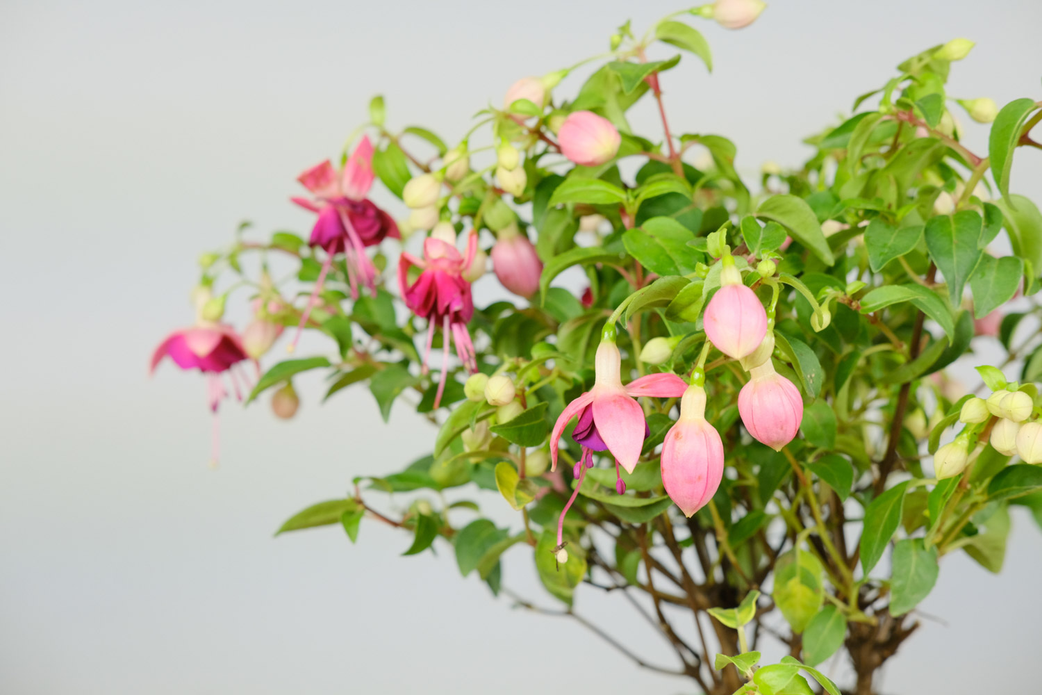 倒挂金钟 倒挂金钟掉花苞如何回事,如何办