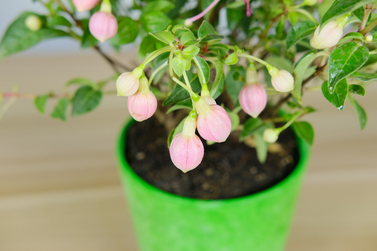 倒挂金钟 倒挂金钟掉花苞如何回事,如何办