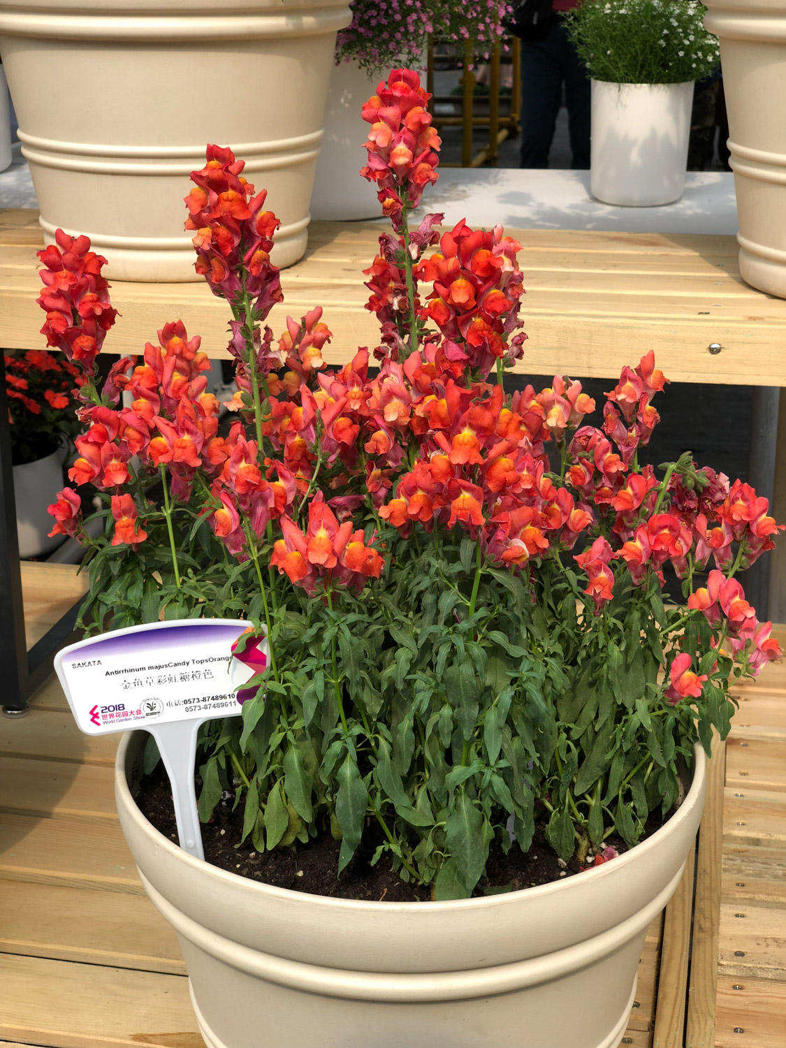 金鱼草不开花如何办，如何养爆盆