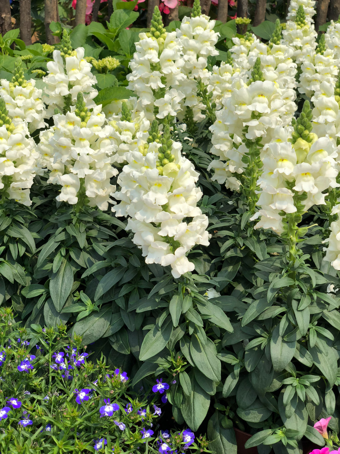 金鱼草不开花如何办，如何养爆盆