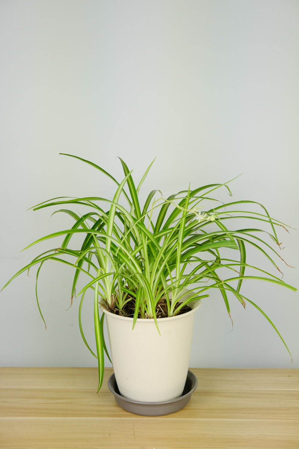 口红吊兰掉叶子如何回事，如何办