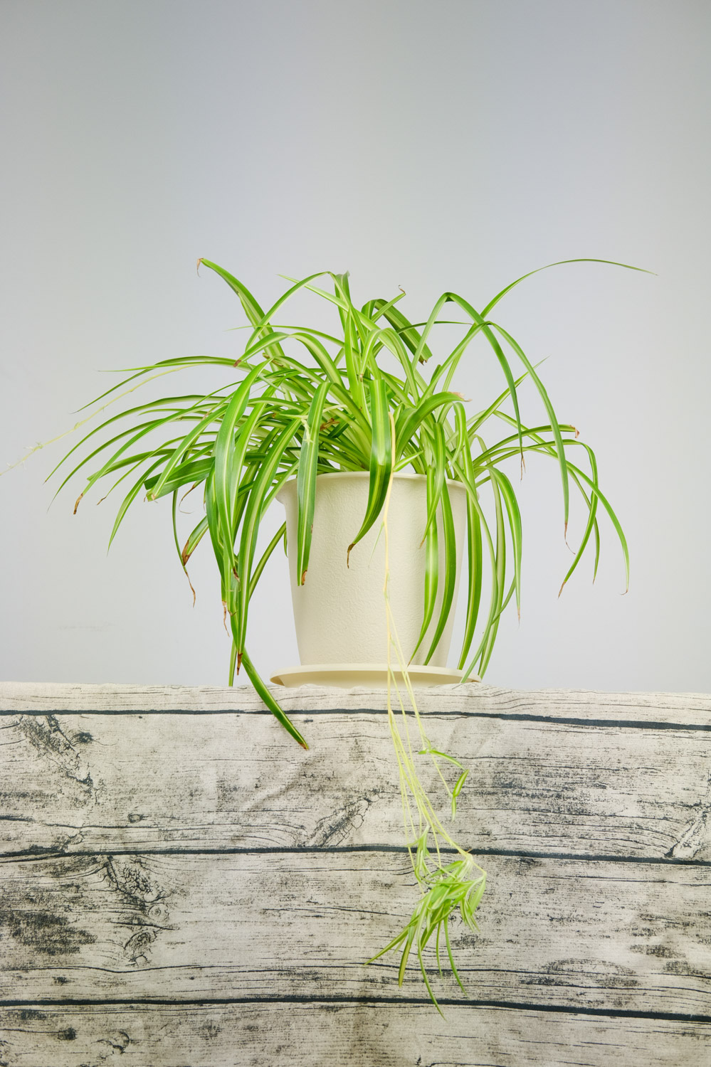 口红吊兰掉叶子如何回事，如何办