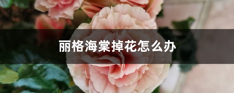 丽格海棠掉花如何办，为何掉花苞