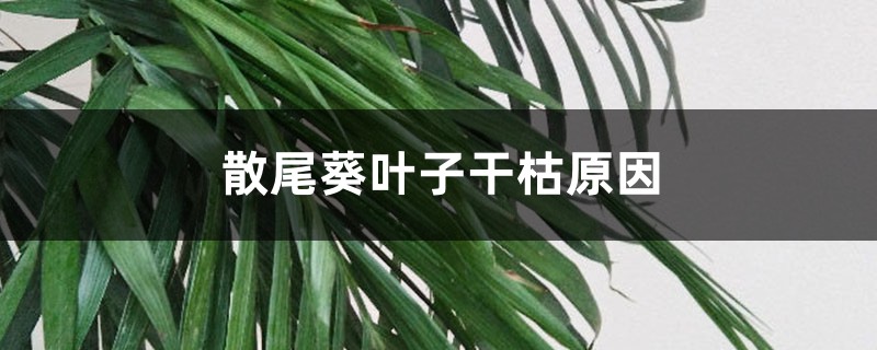 散尾葵叶子干枯原因，干枯后如何处理