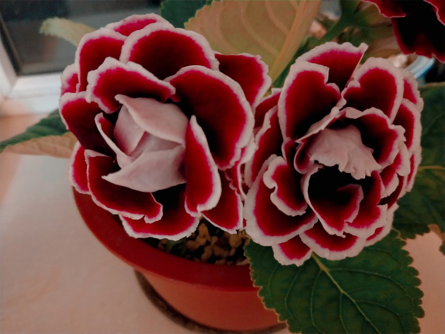 大岩桐烂叶子如何回事，如何办