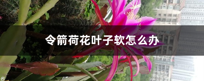令箭荷花叶子软如何办，叶子发蔫是如何回事