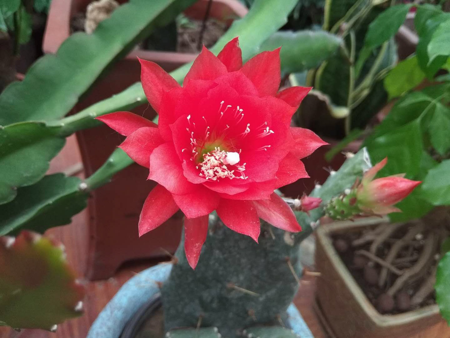 令箭荷花 令箭荷花叶子软如何办,叶子发蔫是如何回事