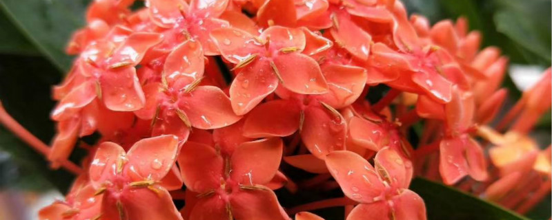 龙船花掉叶子如何回事，如何办