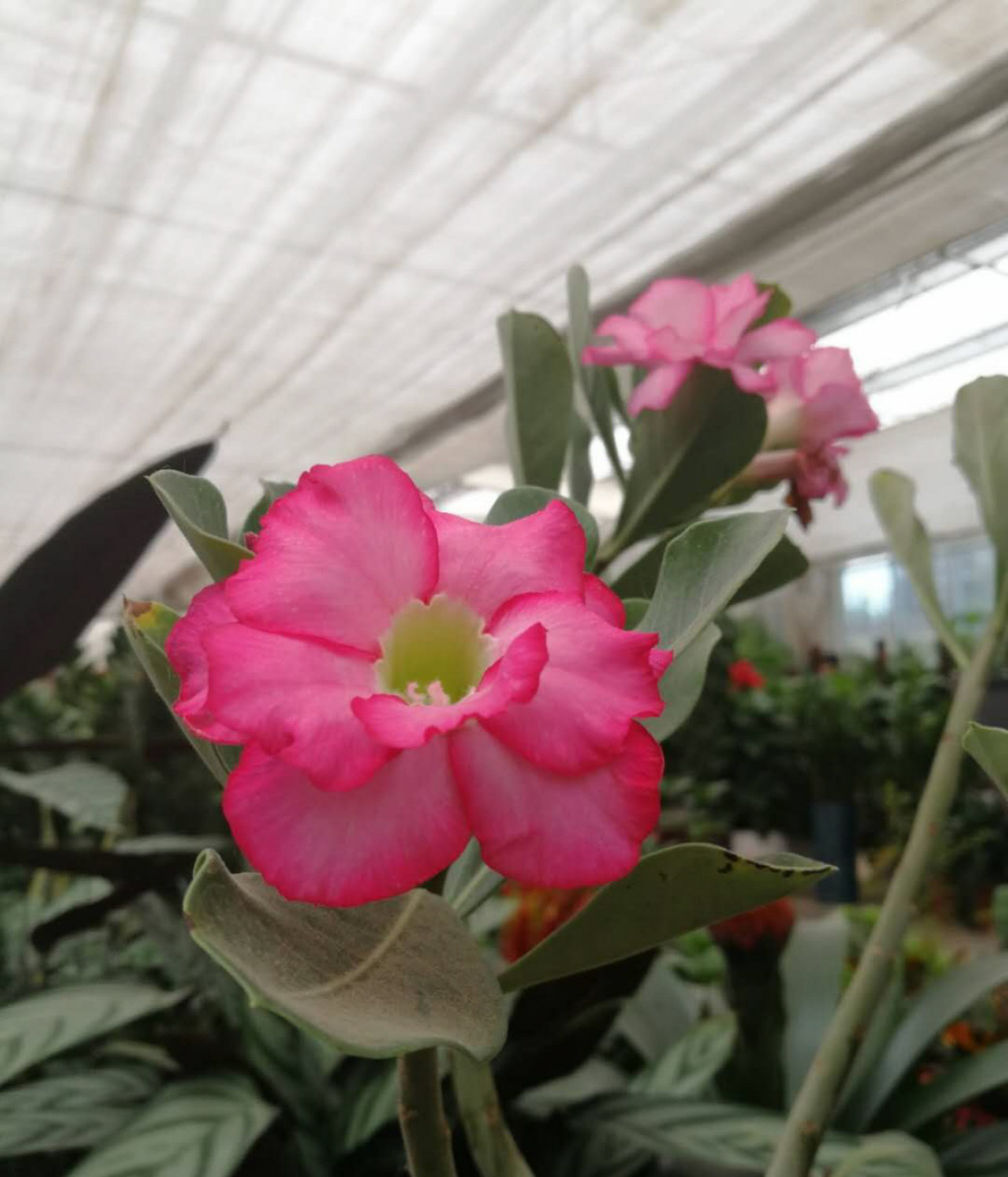 飘香藤掉叶子如何回事，如何办