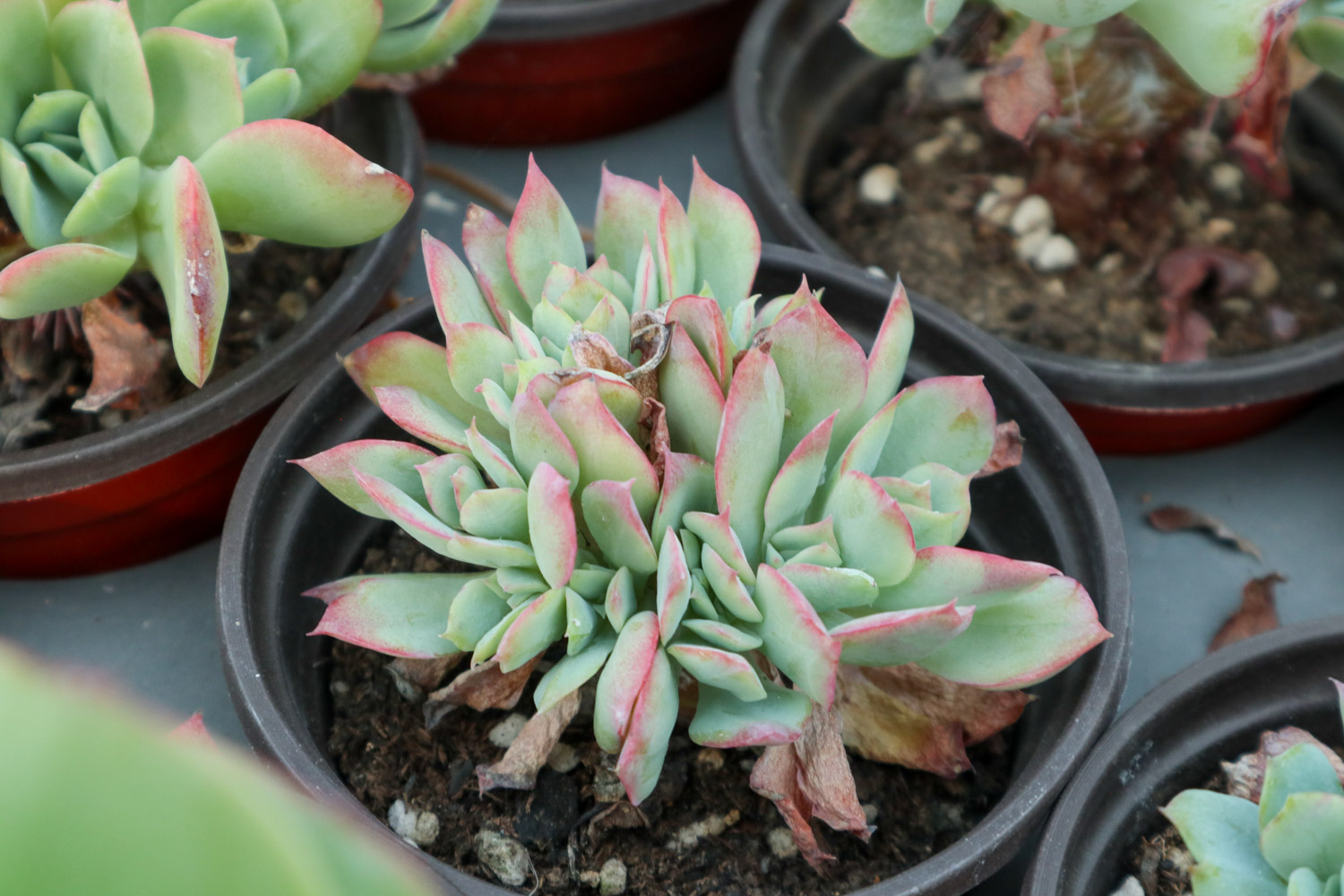 多肉化水是什么原因，如何补救