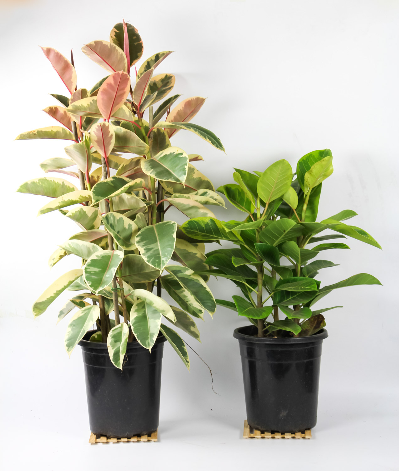 橡皮树长得太高如何办，如何修剪