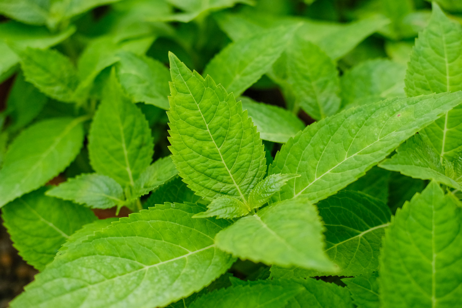 绣球 绣球花叶子发白是如何回事,如何治