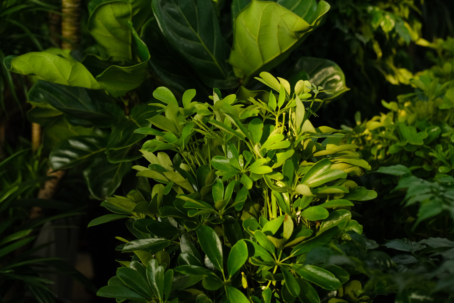 鸭掌木冬季掉叶子如何办，为何掉叶