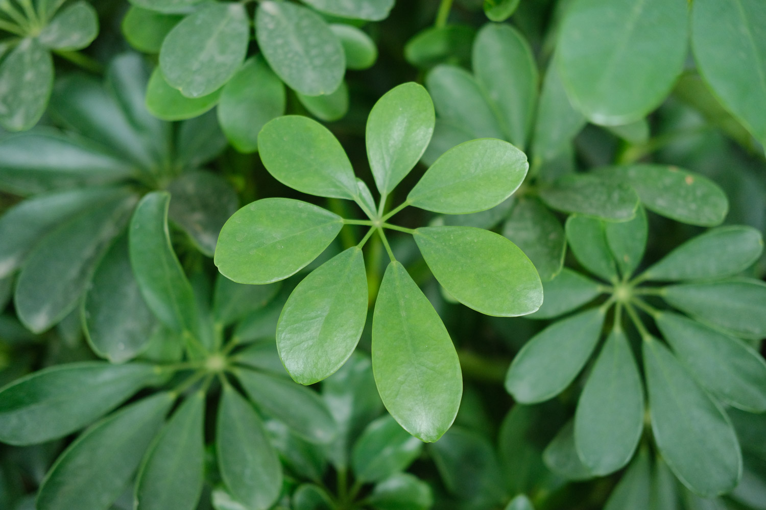 鸭掌木冬季掉叶子如何办，为何掉叶