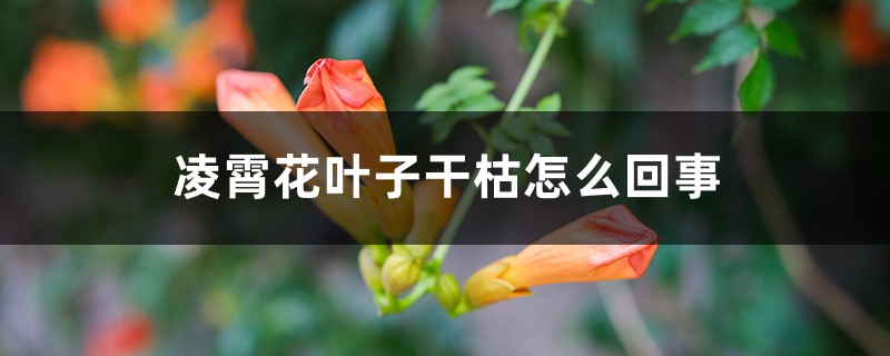 凌霄花叶子干枯如何回事，叶子枯萎打卷