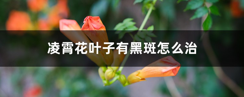 凌霄花叶子有黑斑如何治，叶子一碰就掉