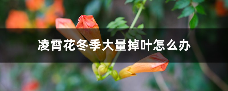 凌霄花冬季大量掉叶如何办，冬季需要修剪吗