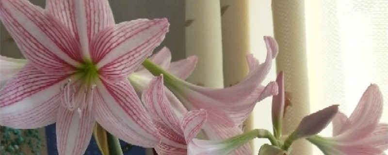 朱顶红不开花如何办，为何不开花