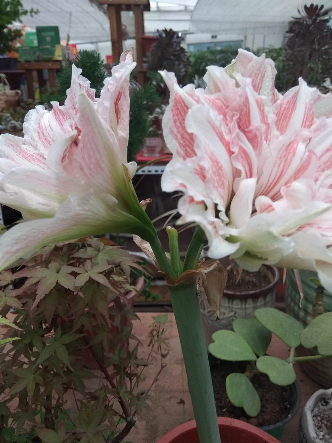 朱顶红 朱顶红不开花如何办,为何不开花