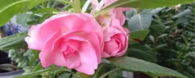 凤仙花叶子有白霜如何回事，如何办