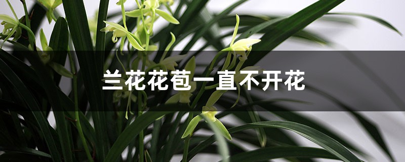 兰花花苞一直不开花的原因和处理办法