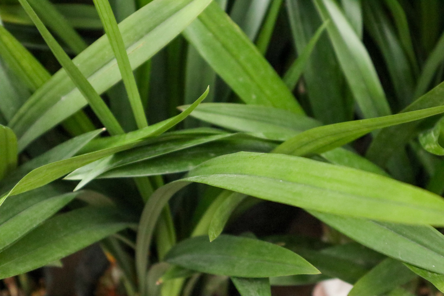 兰花 兰花花苞一直不开花的原因和处理办法