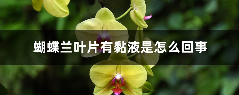 蝴蝶兰叶片有黏液是如何回事，有黏液水株如何办