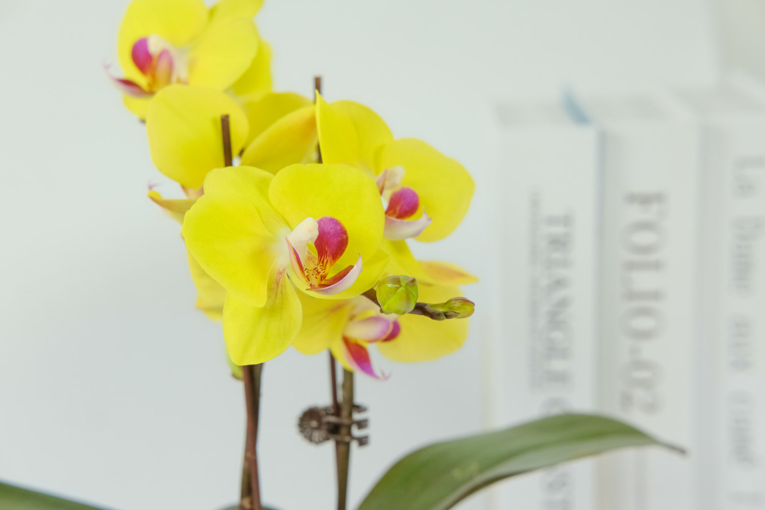 蝴蝶兰 蝴蝶兰叶片有黏液是如何回事,有黏液水株如何办