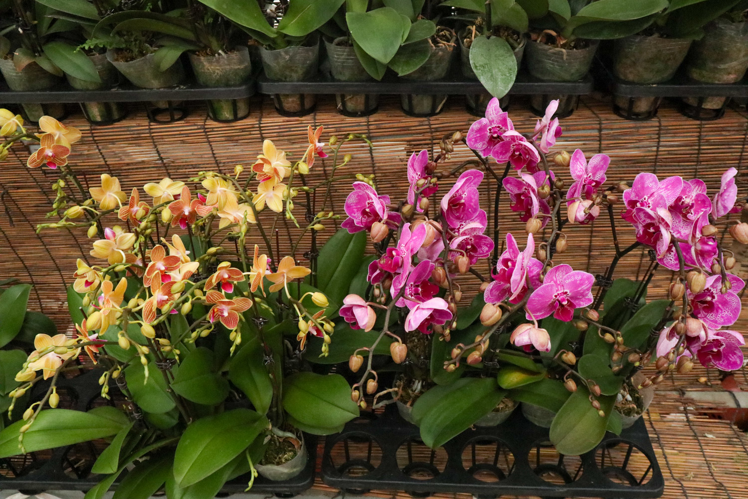 蝴蝶兰 蝴蝶兰叶片有黏液是如何回事,有黏液水株如何办