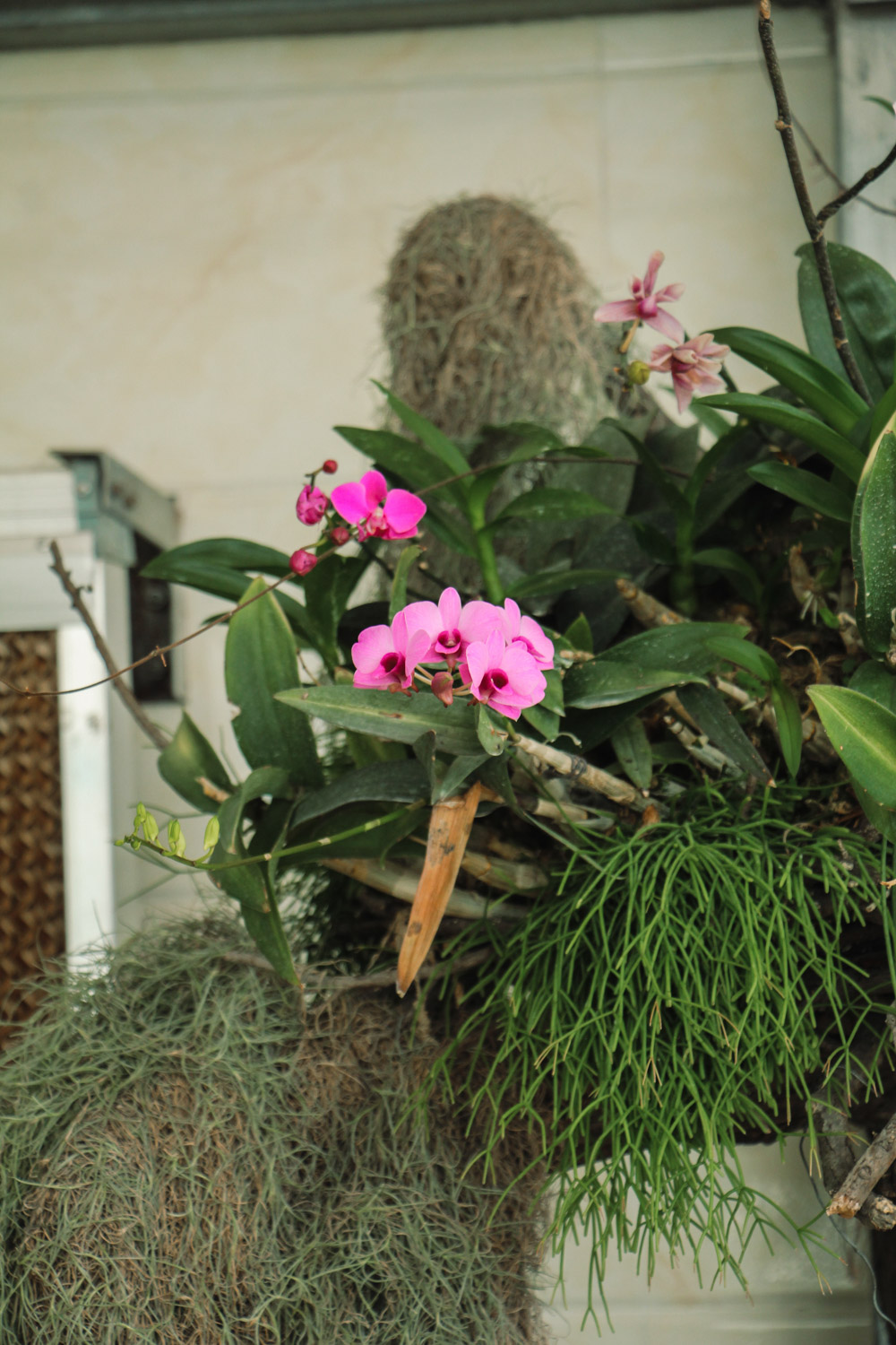 蝴蝶兰 蝴蝶兰叶子开裂是什么原因,叶子褶皱变软